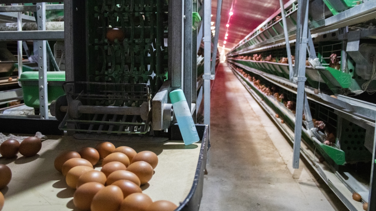 Le miracle du poulailler du désert du Sahara