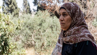 Tué lors d'une récolte d'olives : « Les colons israéliens ont imposé leur loi. Personne ne les punit ; 