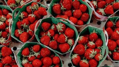 L'Espagne détecte à nouveau un lot de fraises marocaines atteintes de l'hépatite A