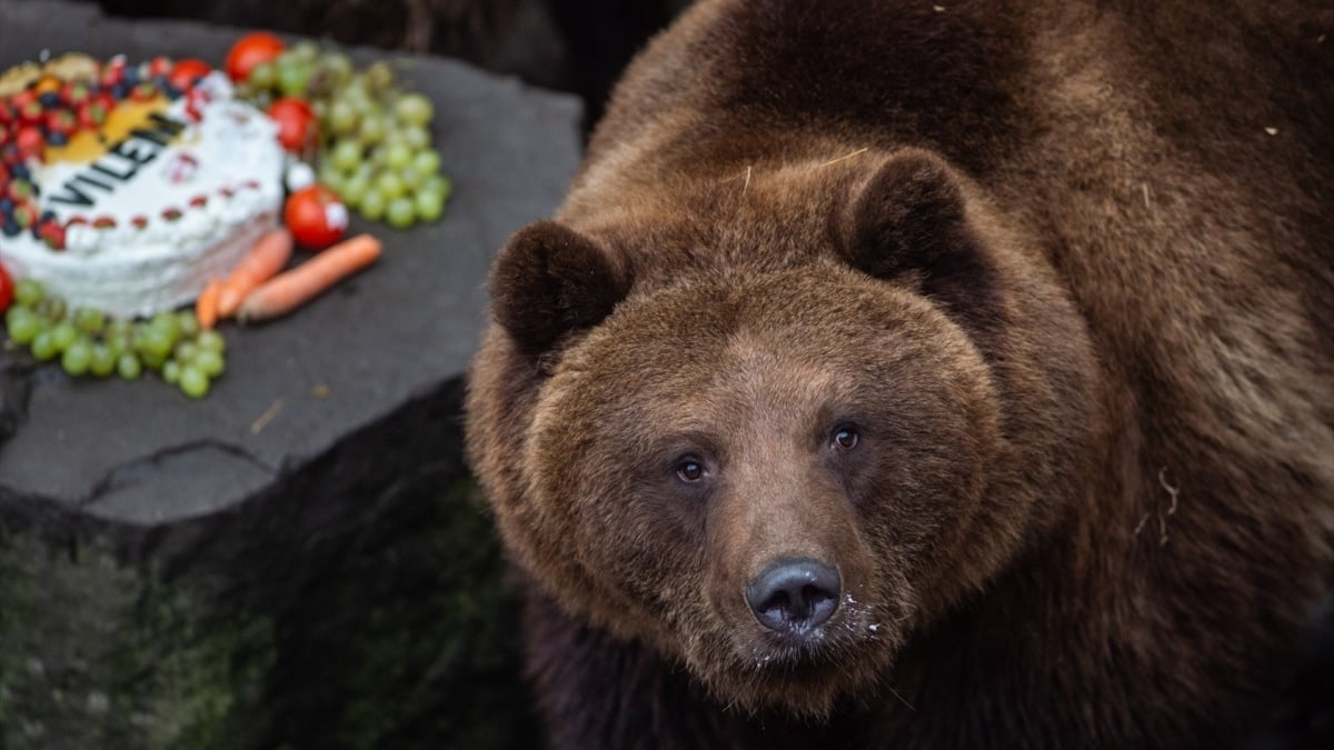 La Russie interdit le mandat des animaux sauvages