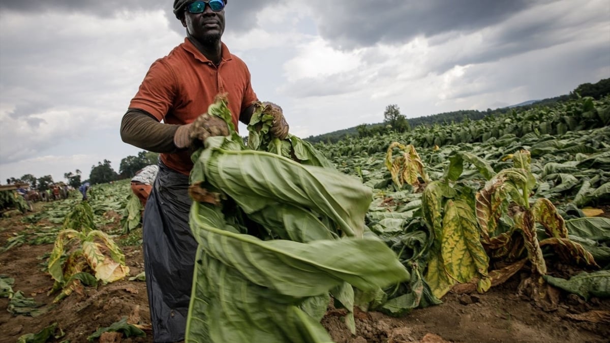 La Maison Blanche ordonne à l'immigration de poursuivre les raids dans l'agriculture et les hôtels