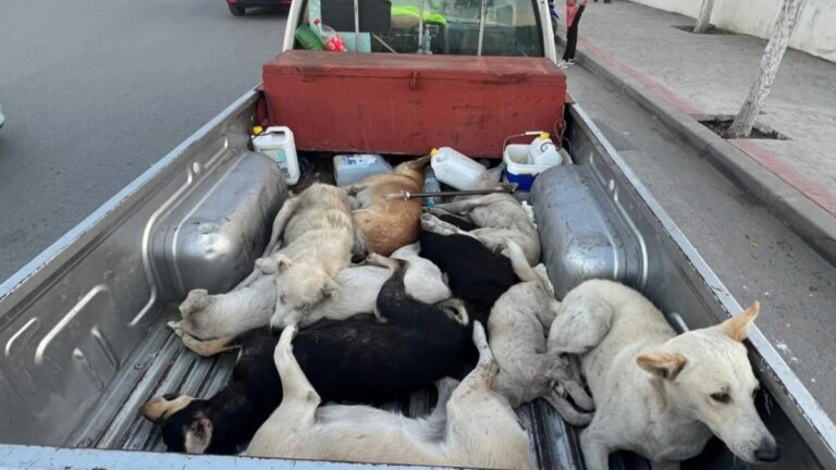 Les défenseurs des animaux se mobilisent à Fitur contre le « massacre » de chiens errants au Maroc à l'occasion de la Coupe du monde de football