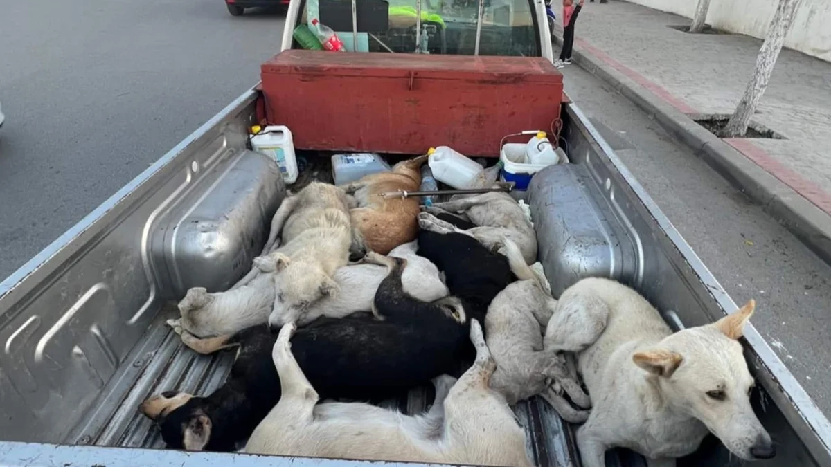 Animalistas se movilizan en Fitur contra la ‘masacre’ de perros callejeros de Marruecos por el Mundial de fútbol
