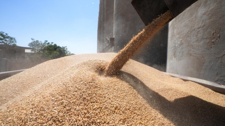 L'urée, la substance générée par l'estomac qui affecte la production alimentaire mondiale