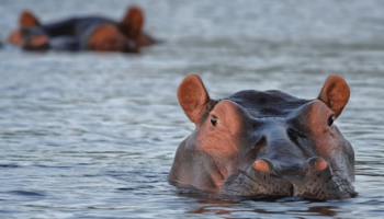 Le caprice géant de Pablo Escobar qui se multiplie sans contrôle en Colombie