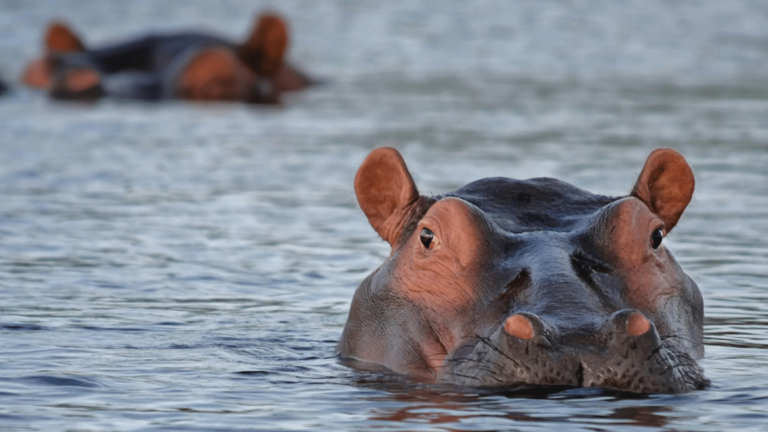 Le caprice géant de Pablo Escobar qui se multiplie sans contrôle en Colombie